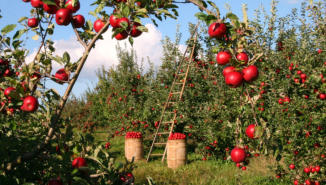 ISO 22000 para la Agroindustria